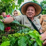 Gubernur Panen Kopi Arabika Sistem Pagar di Sekincau Lampung Barat