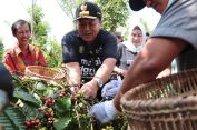 Gubernur Arinal Djunaidi Panen Kopi di Lampung Barat