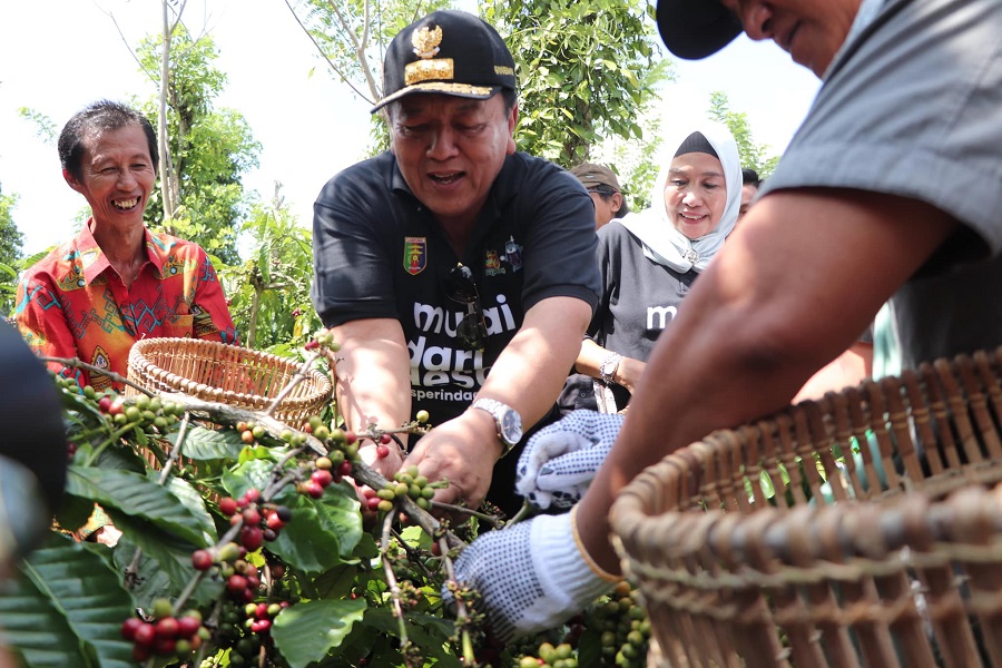 Gubernur Arinal Djunaidi Panen Kopi di Lampung Barat