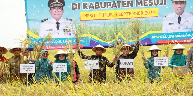 Pj. Gubernur Samsudin dan Ibu Maidawati Panen Raya Padi Musim Tanam Gadu di Mesuji