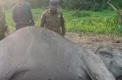 Gajah Liar Dewasa Ditemukan Mati di TNWK, Penyebab Kematian Masih Diselidiki