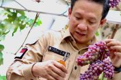 Pj. Bupati Pringsewu Marindo Kurniawan Gelar Bimtek Budidaya Anggur Bersama Kementerian Pertanian