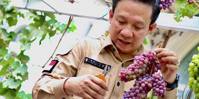 Pj. Bupati Pringsewu Marindo Kurniawan Gelar Bimtek Budidaya Anggur Bersama Kementerian Pertanian