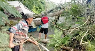 BPBD Kota Bandar Lampung Evakuasi Pohon Tumbang