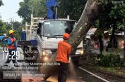 Tim Reaksi Cepat (TRC) Badan Penanggulangan Bencana Daerah (BPBD) bergerak cepat evakuasi pohon tumbang