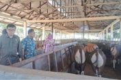 Komisi II DPRD Lampung Dorong UPTD Pembibitan Ternak Sapi di Sidomulyo Bertransformasi