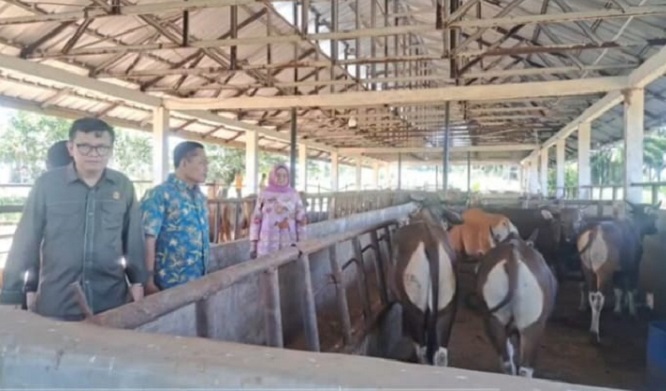 Komisi II DPRD Lampung Dorong UPTD Pembibitan Ternak Sapi di Sidomulyo Bertransformasi