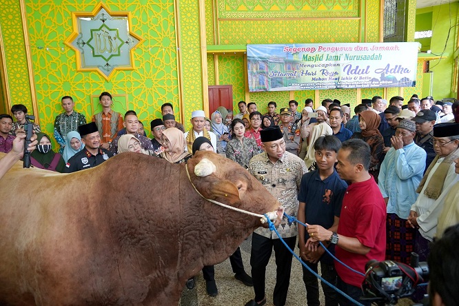 Gubernur Lampung Serahkan Bantuan Sapi Qurban dari Presiden RI