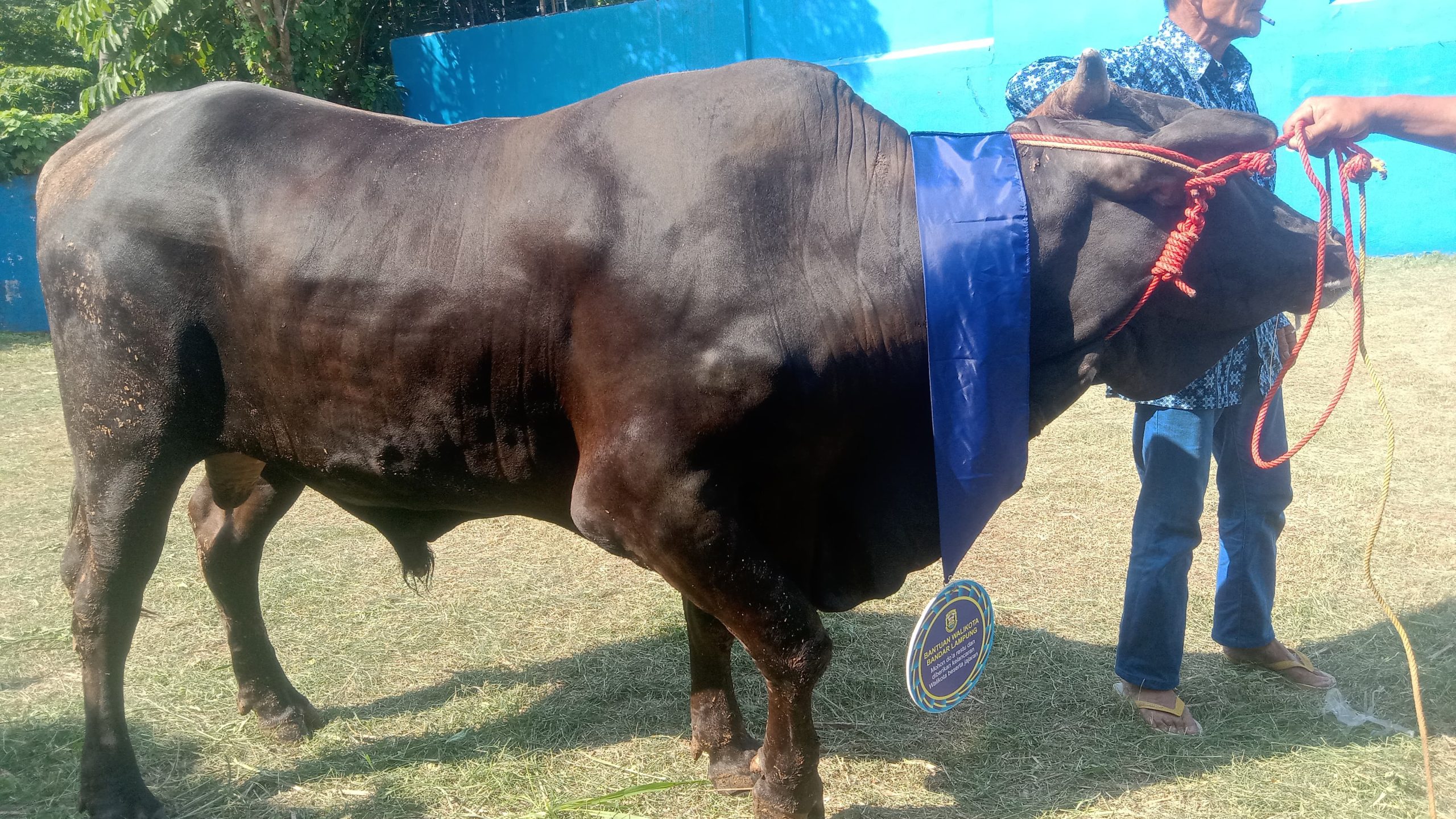 Walikota Eva Dwiana Salurkan 93 Hewan Qurban