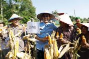 Panen Raya, Pemkab Lampung Selatan Dukung Swasembada Jagung Nasional