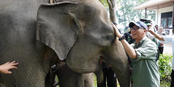 Gubernur Lampung Dorong Penanganan Terpadu Konflik Gajah-Manusia di Way Kambas