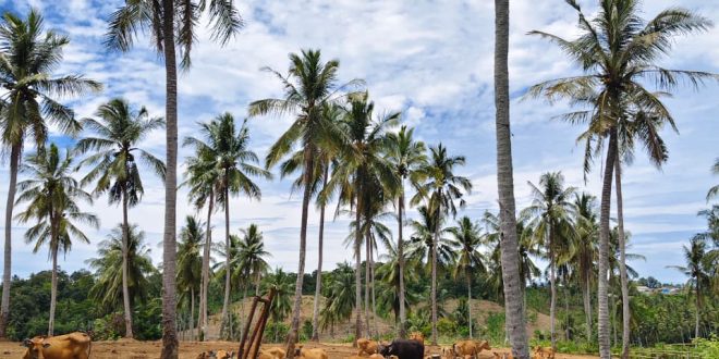 Pemprov Lampung Tegaskan Pasokan Daging Sapi Aman, Neraca 2025 Surplus
