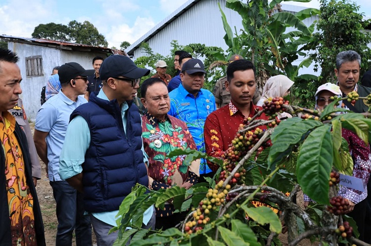 PHC Ubah Wajah Perkebunan Kopi Lampung, Gubernur Mirza Dorong Produktivitas Meningkat