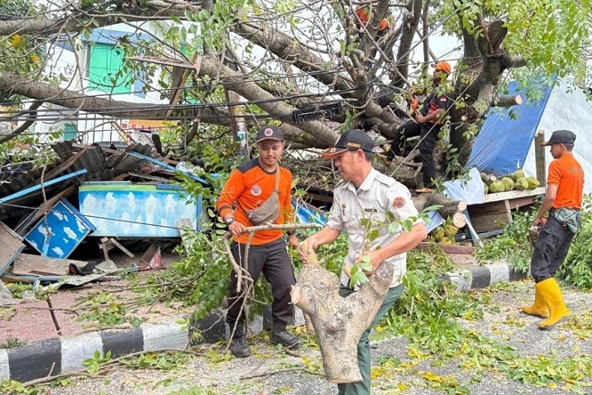 Antisipasi  Pohon Tumbang, DLH Bandar Lampung Intensifkan Pemangkasan di Jalan Protokol