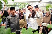 Kebun Anggur BUMDes Merak Batin Curi Perhatian Mendes PDT, Harapan Baru Ekonomi Warga Mulai Berbuah